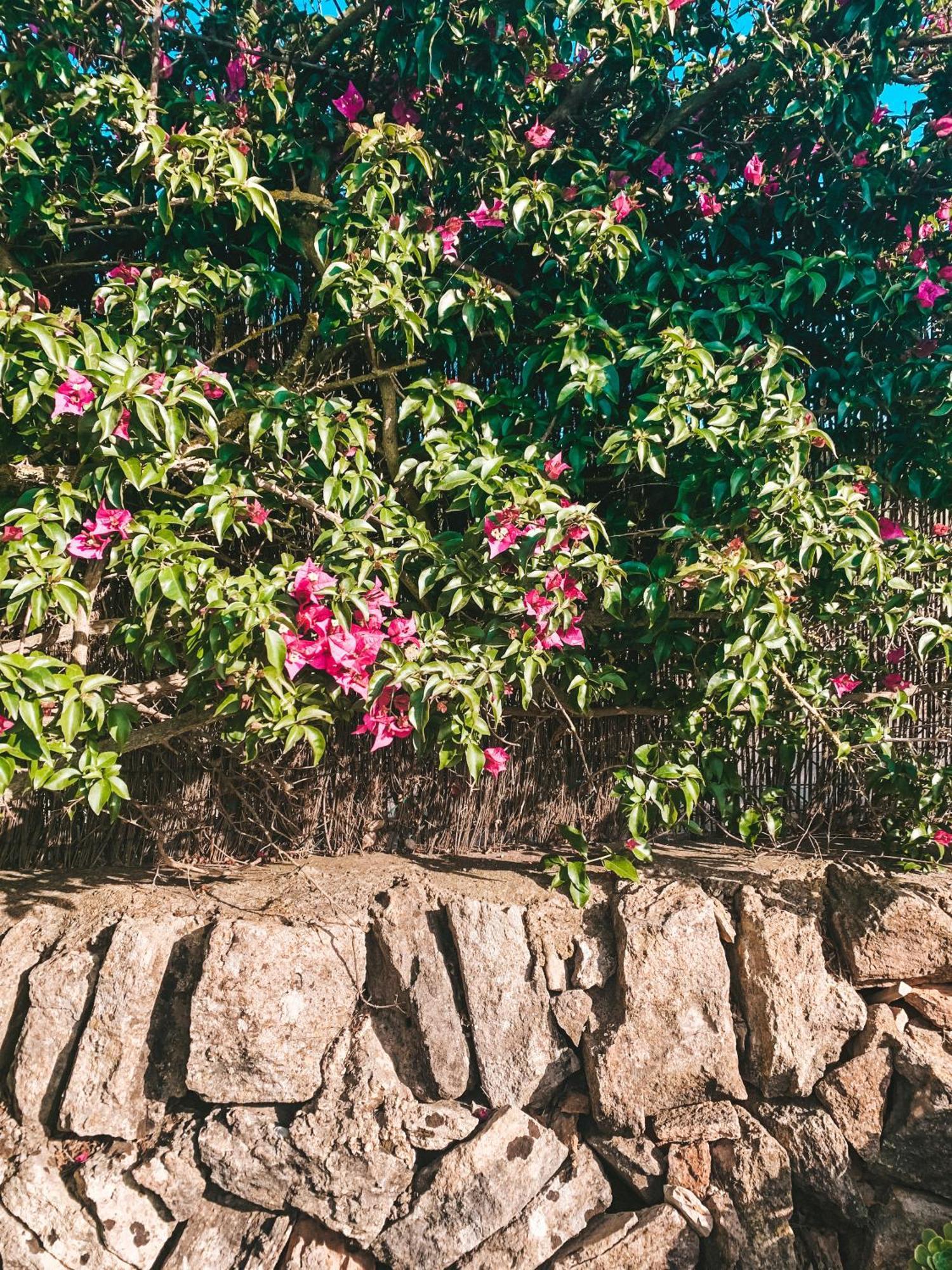 Buganvilla Es Trenc Colonia de Sant Jordi Exterior foto